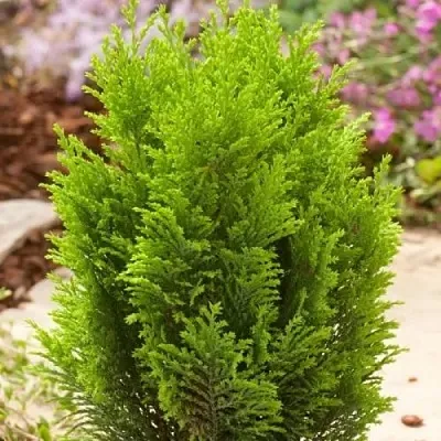 Кипарисовик ЭЛВУДИ ГОЛД лавсона  Кипарисовик ЭЛВУДИ ГОЛД лавсона в Реутове