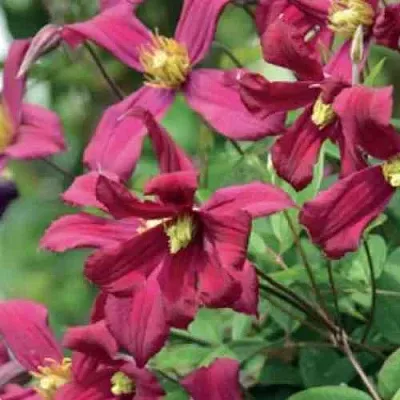 Клематис СТРОУБЕРРИ ФИЛДС  Клематис СТРОУБЕРРИ ФИЛДС в Реутове