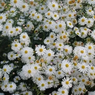 Болтония СНОУБЭНК в Реутове