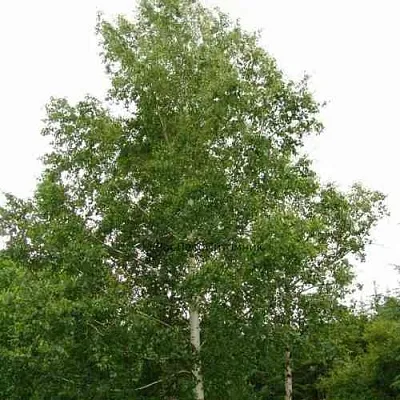 Береза бородавчатая  Береза бородавчатая в Реутове