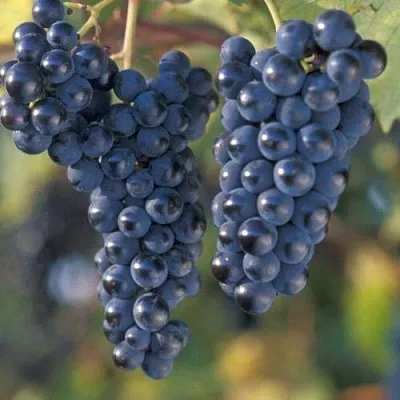 Виноград МАРКЕТТ в Реутове