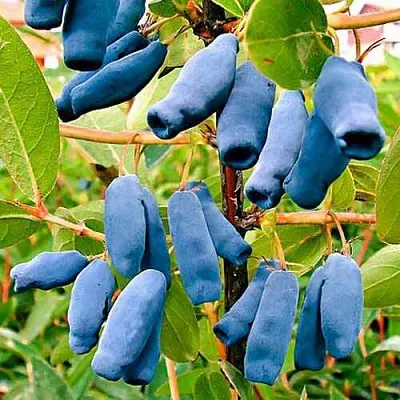 Жимолость съедобная НИМФА (ГАММА) в Реутове