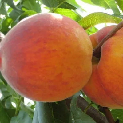 Персик СОЧНЫЙ — описание сорта Персик СОЧНЫЙ в Реутове