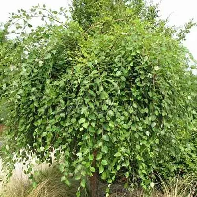 Береза САММЕР КАСКАД черная  Береза САММЕР КАСКАД черная в Реутове