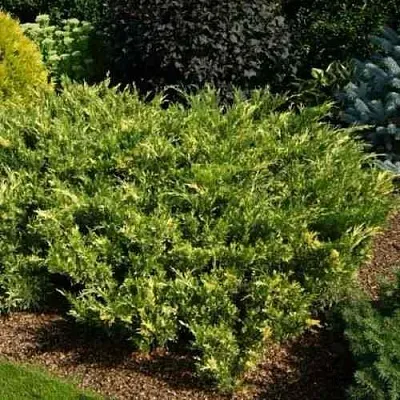 Можжевельник ВАРИЕГАТА казацкий  Можжевельник ВАРИЕГАТА казацкий в Реутове