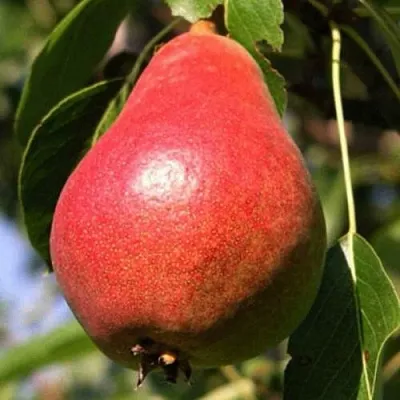 Груша НАРЯДНАЯ ЕФИМОВА  Груша НАРЯДНАЯ ЕФИМОВА в Реутове