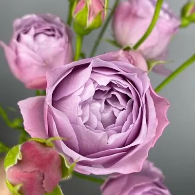 Саженцы роз ЛАВЕНДЕР БАБЛС спрей  Саженцы роз ЛАВЕНДЕР БАБЛС спрей в Реутове