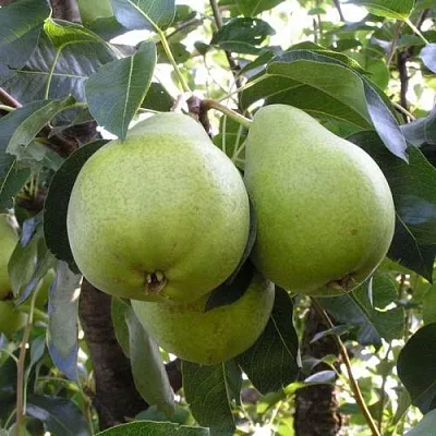 Груша МАСЛЯНИСТАЯ ЛЕТНЯЯ  Груша МАСЛЯНИСТАЯ ЛЕТНЯЯ в Реутове