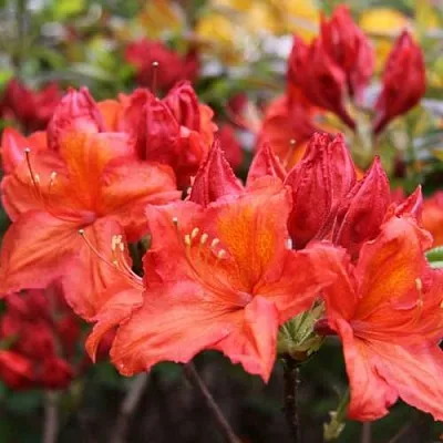 Азалия ЛИЛИНШТЕЙН японская в Реутове