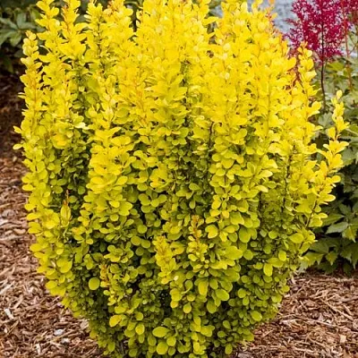 Барбарис ГОЛДЕН ТОРЧ тунберга  Барбарис ГОЛДЕН ТОРЧ тунберга в Реутове