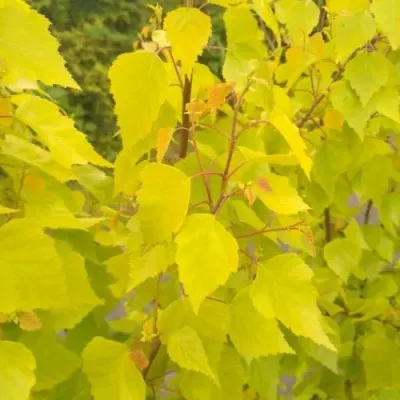 Берёза ГОЛДЕН ОБЕЛИСК повислая  — описание сорта Берёза ГОЛДЕН ОБЕЛИСК повислая  в Реутове