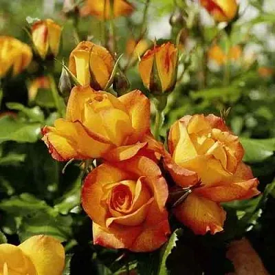 Саженцы роз САХАРА плетистая  Саженцы роз САХАРА плетистая в Реутове