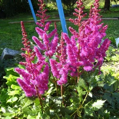 Астильба ЭЛИЗАБЕТ ВАН ВИН японская в Реутове