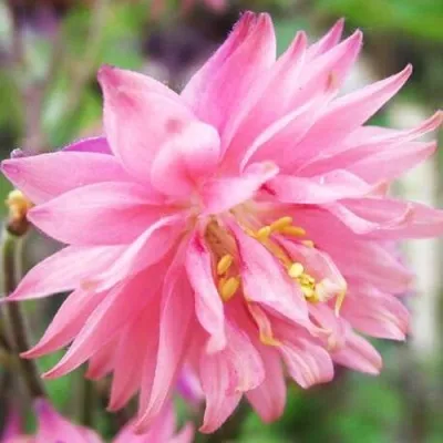 Аквилегия БАРЛОУ ПИНК гибрид МакКаны — описание сорта Аквилегия БАРЛОУ ПИНК гибрид МакКаны в Реутове