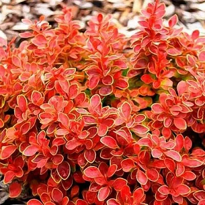 Барбарис КОРАЛ тунберга  Барбарис КОРАЛ тунберга в Реутове