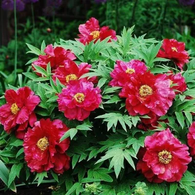 Пион КРАСНЫЙ ЛОТОС древовидный в Реутове