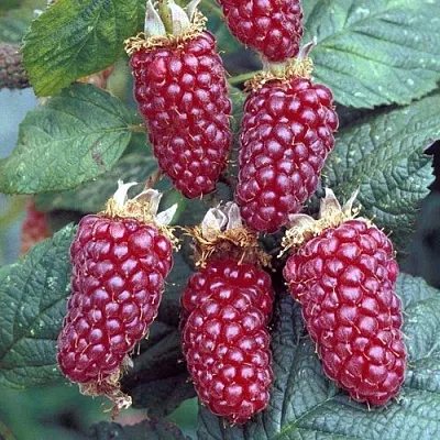 Ежемалина ТАЙБЕРРИ  Ежемалина ТАЙБЕРРИ в Реутове