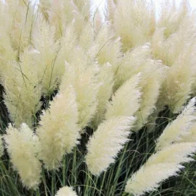 Кортадерия белая (пампасная трава) в Реутове