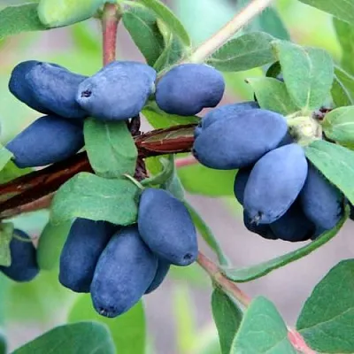 Жимолость съедобная ХОНЕЙ БИ в Реутове