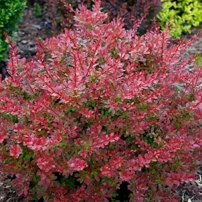 Барбарис ГОЛДЕН РИНГ тунберга  Барбарис ГОЛДЕН РИНГ тунберга в Реутове