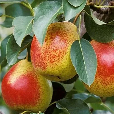 Груша ГОРНАЯ КРАСАВИЦА  Груша ГОРНАЯ КРАСАВИЦА в Реутове