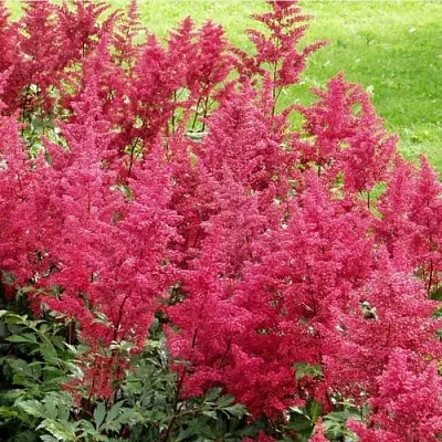 Астильба СКАЙСКРЕЙПЕР китайская в Реутове