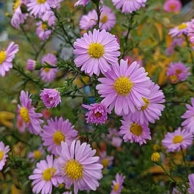 Астра СТРОУБЕРРИ ЭНД КРИМ новобельгийская в Реутове