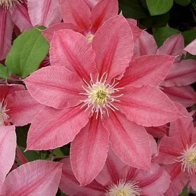 Клематис ЛИТЛ МЕРМЕЙД  Клематис ЛИТЛ МЕРМЕЙД в Реутове