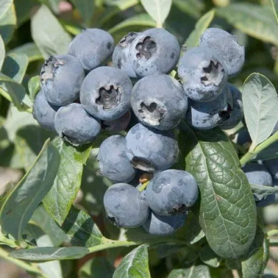 Голубика БРИГИТТА — описание сорта Голубика БРИГИТТА в Реутове