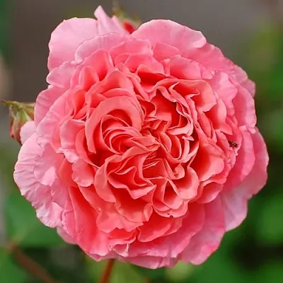 Саженцы роз ЛОРАН КАБРОЛЬ шраб  Саженцы роз ЛОРАН КАБРОЛЬ шраб в Реутове