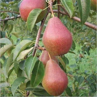 Груша РУМЯНАЯ КЕДРИНА  Груша РУМЯНАЯ КЕДРИНА в Реутове