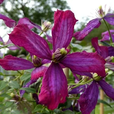 Клематис СВИТ САММЕР ЛАВ  Клематис СВИТ САММЕР ЛАВ в Реутове