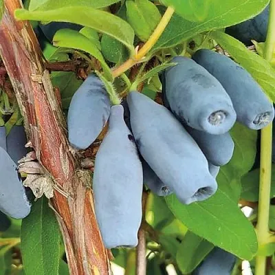 Жимолость съедобная ВОСТОРГ в Реутове