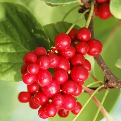 Лимонник ДЕДОВСКИЙ  Лимонник ДЕДОВСКИЙ в Реутове