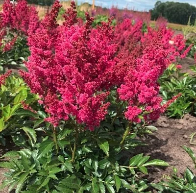 Астильба ЛАКИ ДЕЙ Арендса в Реутове