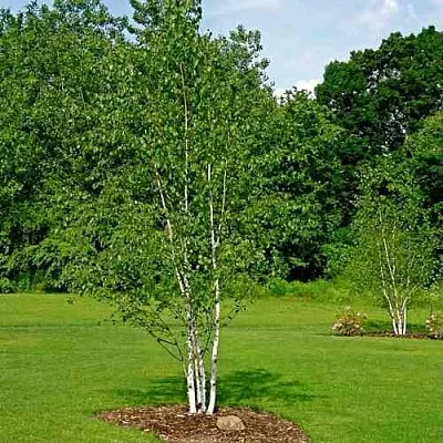 Береза бумажная  Береза бумажная в Реутове