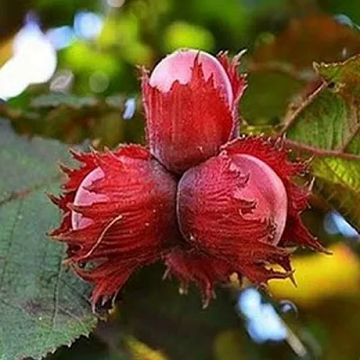 Фундук КРАСНЫЙ ЯНТАРЬ  Фундук КРАСНЫЙ ЯНТАРЬ в Реутове