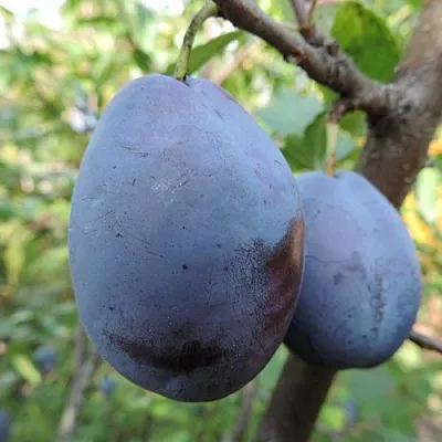 Слива АМЕРС  Слива АМЕРС в Реутове