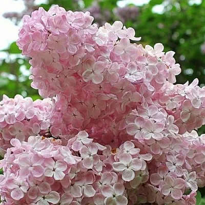 Сирень ВЕЧЕРНИЙ ЗВОН  Сирень ВЕЧЕРНИЙ ЗВОН в Реутове