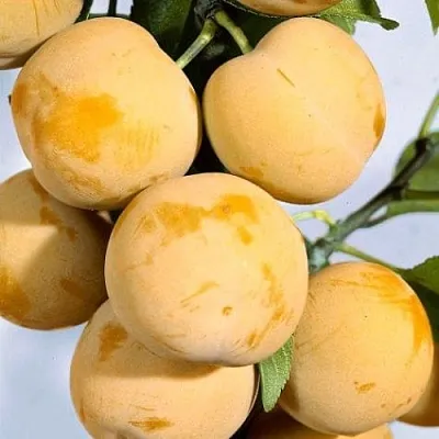 Слива РЕНКЛОД ранний  Слива РЕНКЛОД ранний в Реутове