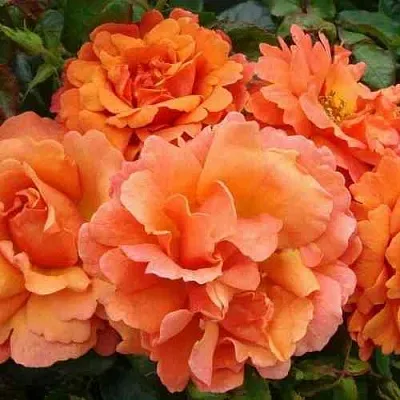 Саженцы роз БРИДЖ ОФ САЙЗ плетистая  Саженцы роз БРИДЖ ОФ САЙЗ плетистая в Реутове