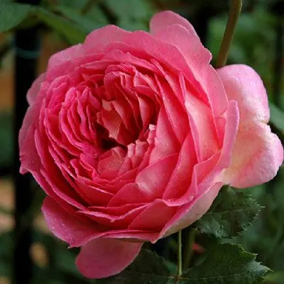 Саженцы роз ДЖУБИЛИ СЕЛЕБРЕЙШН английская в Реутове