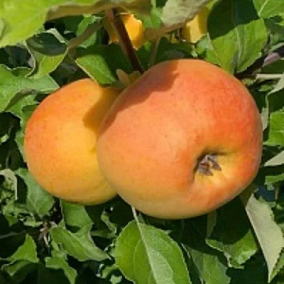 Яблоня АНТОНОВКА ЗОЛОТАЯ  Яблоня АНТОНОВКА ЗОЛОТАЯ в Реутове