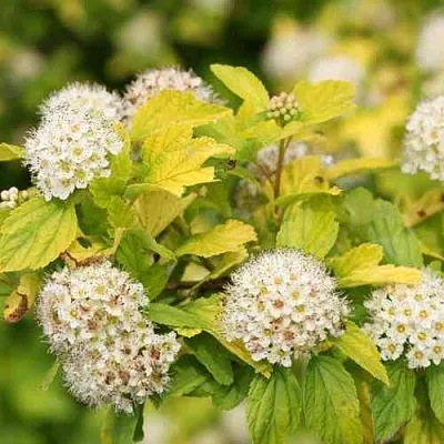 Пузыреплодник АНГЕЛ ГОЛД в Реутове