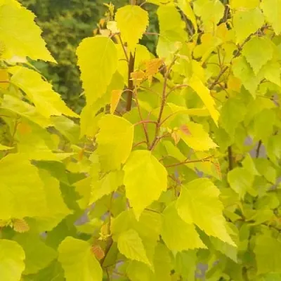 Берёза ГОЛДЕН ОБЕЛИСК повислая   Берёза ГОЛДЕН ОБЕЛИСК повислая  в Реутове