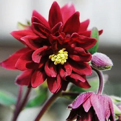 Аквилегия РУБИ ПОРТ обыкновенная в Реутове