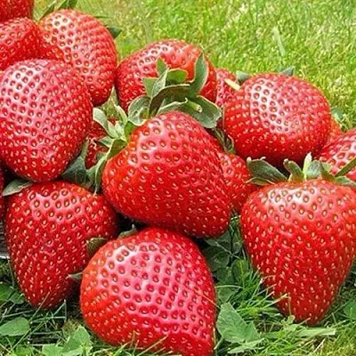 Клубника ЭЛИАНЕ в Реутове