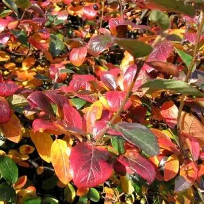 Кизильник блестящий в Реутове