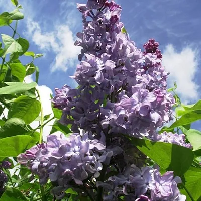 Сирень КРЫЛЬЯ НАДЕЖДЫ  Сирень КРЫЛЬЯ НАДЕЖДЫ в Реутове