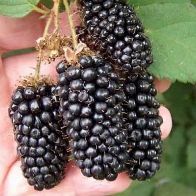 Ежевика ЛОХ НЕСС бесшипная  Ежевика ЛОХ НЕСС бесшипная в Реутове